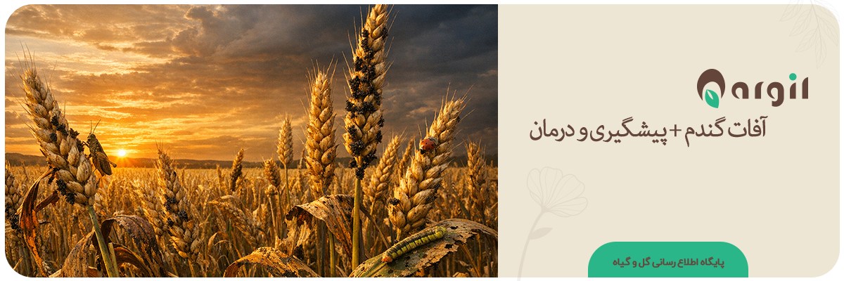 آفات گندم |  درمان سریع آفات گندم + پیشگیری+ نکات حیاتی